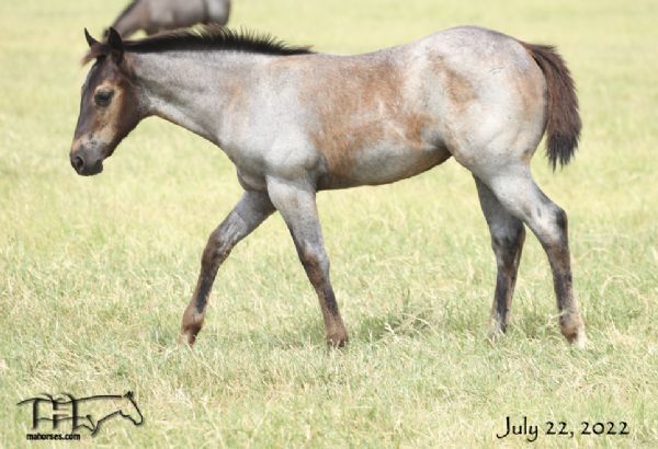 Blue Whip Topping MA's 2022 blue roan filly